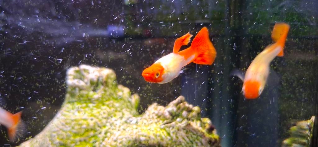Oranje koi guppies, Dieren en Toebehoren, Vissen | Aquariumvissen, Vis, Zoetwatervis