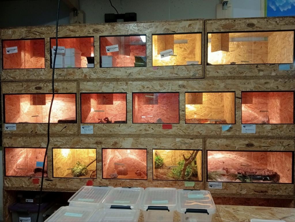 Osb3 terrarium RepHouSZ. Ook maatwerk, Ophalen, Nieuw, Terrarium of Paludarium