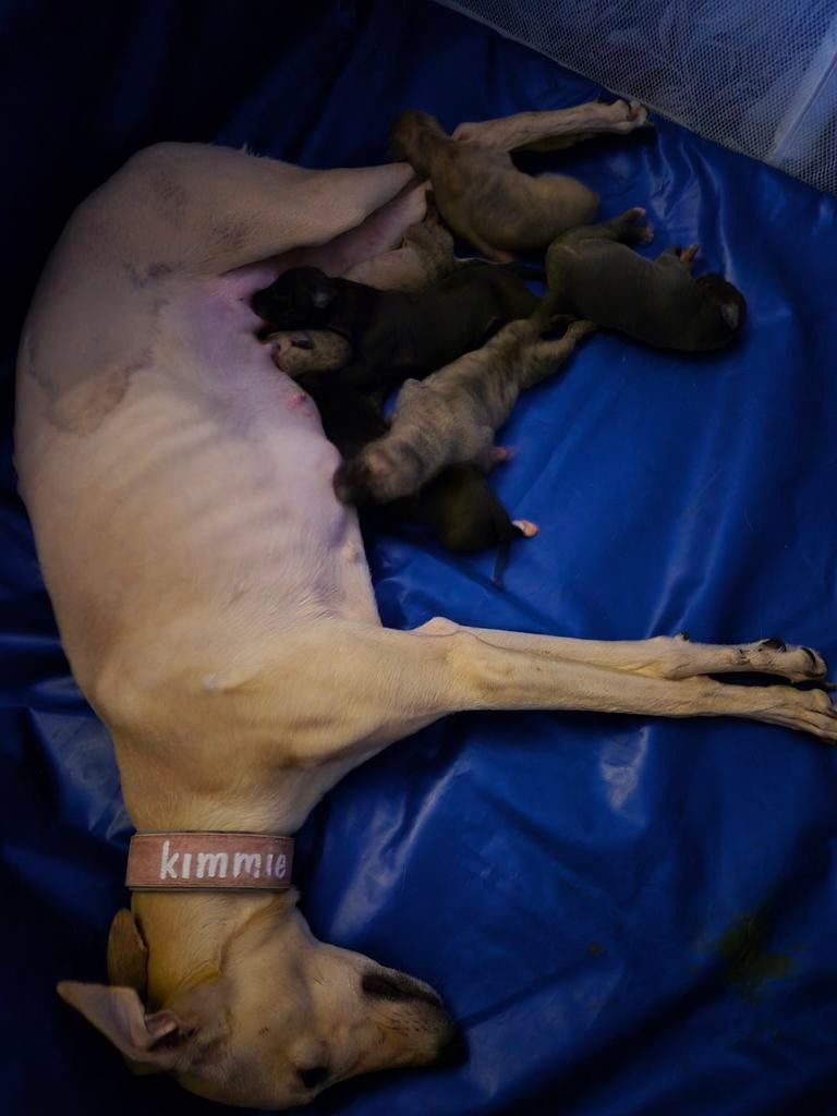 Whippets pups tekoop, Dieren en Toebehoren, Honden | Windhonden, Meerdere dieren, Whippet, Particulier, Meerdere, Nederland, 8 tot 15 weken