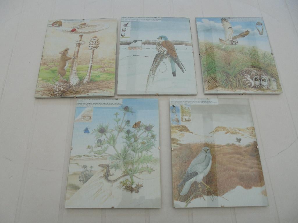 5 schilderijen met natuur vogels, Ophalen of Verzenden