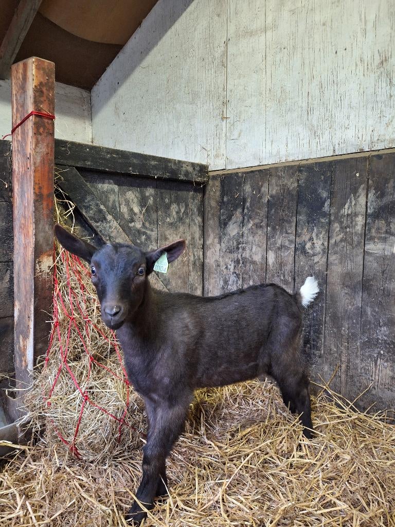 te koop 2 bokjes van de bonte melkgeit, Mannelijk, Geit, 0 tot 2 jaar