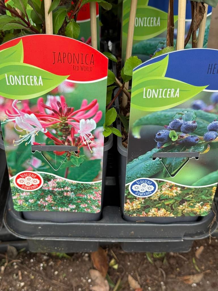 Groot bloemige clematis en 8 soorten lonicera mix, Tuin en Terras, Planten | Tuinplanten, Ophalen, Volle zon, Vaste plant, Klimplanten