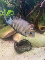 Etroplus suratensis (Groene Chroomcichlide) - Adult 20cm, Vis, Zoutwatervis, Schoolvis