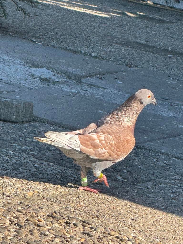 kleurpostduiven, Mannelijk, Postduif