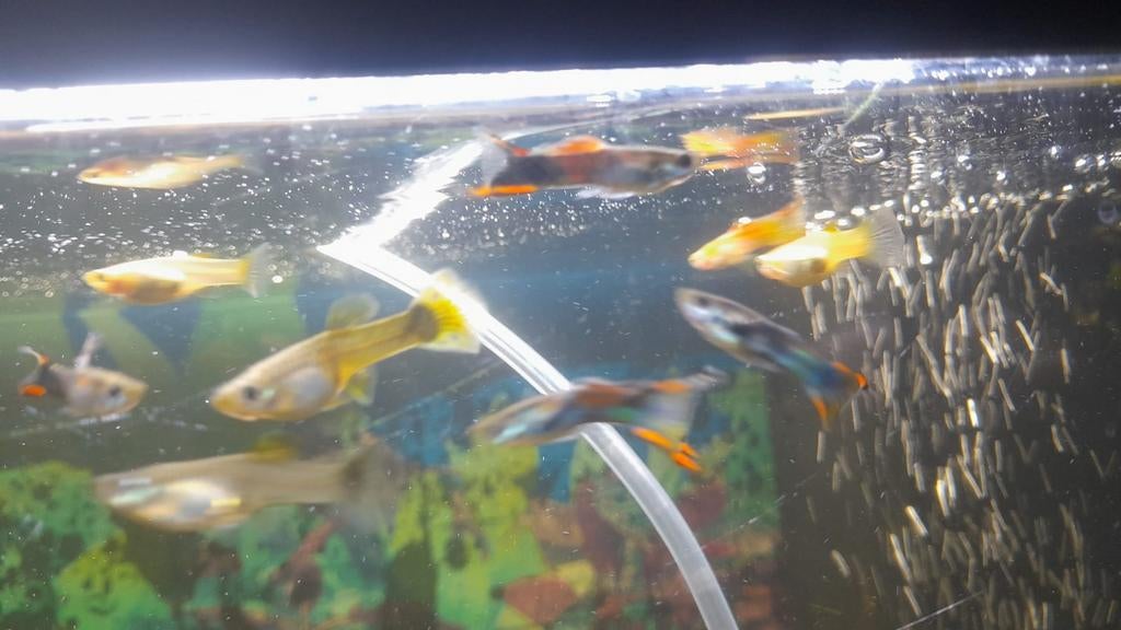 Guppies, Dieren en Toebehoren