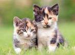 GEZOCHT: Twee kittens uit hetzelfde nest, Dieren en Toebehoren, Ophalen