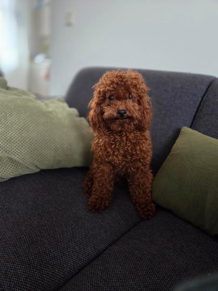 Toypoedel dekreu raszuiver, Dieren en Toebehoren, Honden | Chihuahua's en Gezelschapshonden, Reu, Particulier, Eén hond, Buitenland