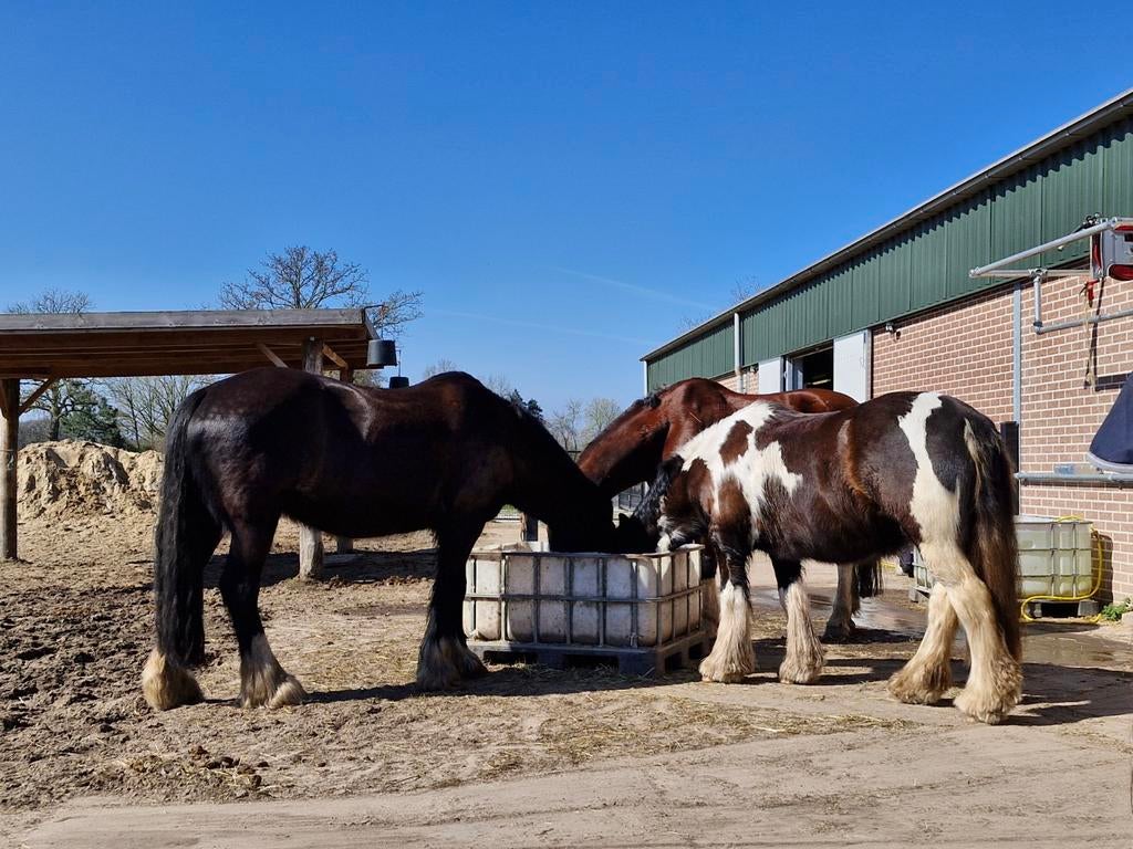 Fijne stalgenoten gezocht kleine prive pensionstal aan bos, Dieren en Toebehoren, Weidegang, 4 paarden of pony's of meer