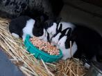 Jonge Hollander konijnen, Dieren en Toebehoren, Meerdere dieren, Middelgroot, 0 tot 2 jaar