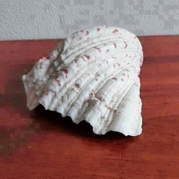 Doopvontschelp, Verzamelen, Mineralen en Fossielen, Ophalen of Verzenden