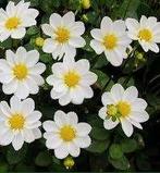 Dahlia, Ophalen of Verzenden, Voorjaar, Volle zon, Knol