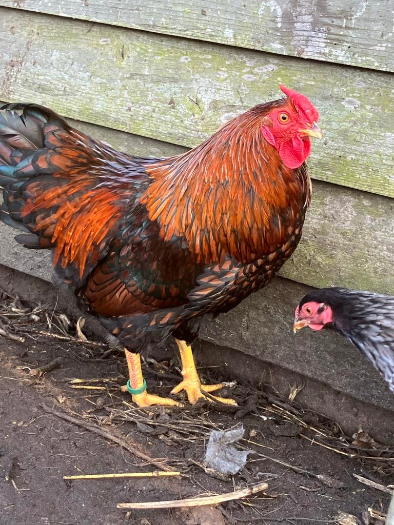 Wyandotte kriel haan, Dieren en Toebehoren, Pluimvee, Mannelijk, Kip