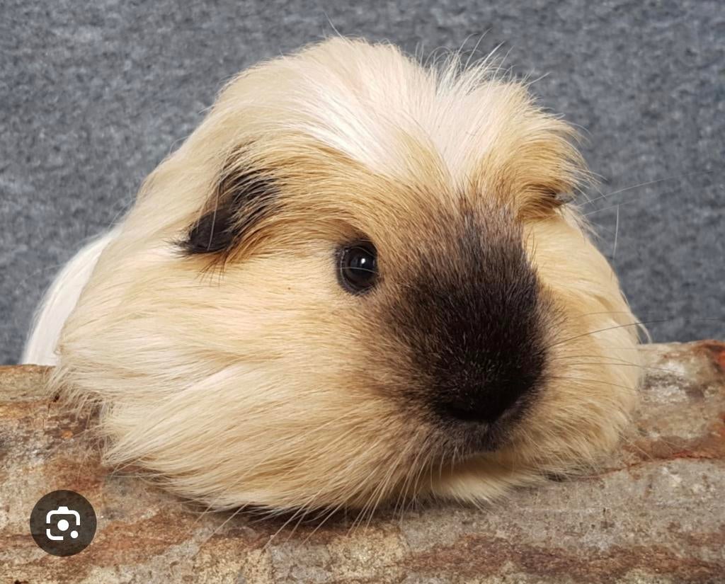 California zeugje gezocht, Dieren en Toebehoren, Knaagdieren, Cavia, Vrouwelijk, Januari, Tam