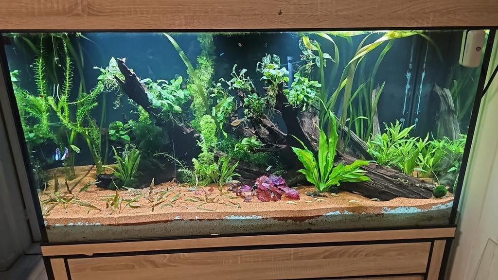 Prachtig groot aquarium, Dieren en Toebehoren, Vissen | Aquaria en Toebehoren, Ophalen, Zo goed als nieuw, Gevuld zoetwateraquarium