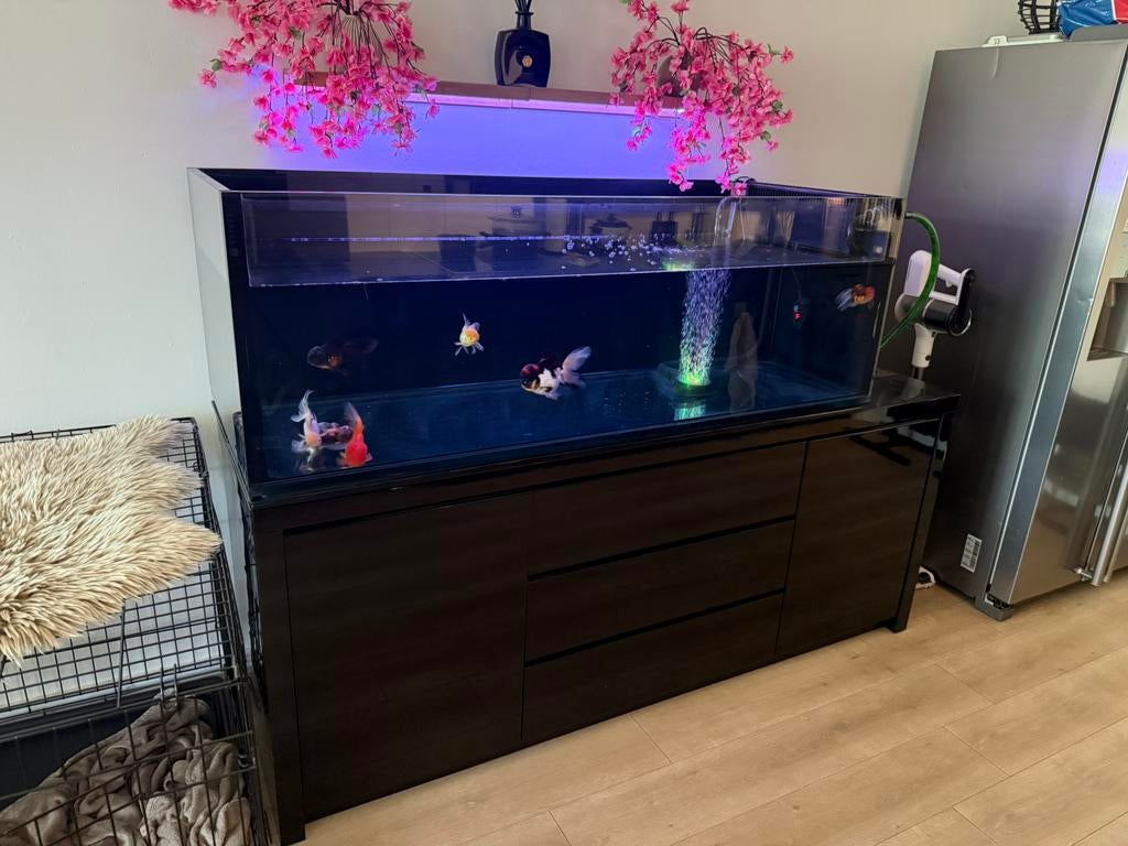 Aquarium met oranda s, Dieren en Toebehoren, Ophalen, Zo goed als nieuw, Gevuld zoetwateraquarium
