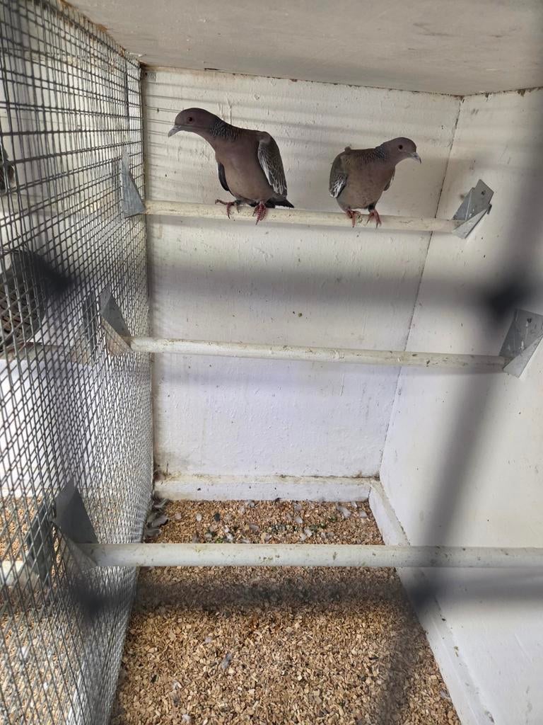 Vele tropische duiven, Dieren en Toebehoren, Vogels | Duiven, Meerdere dieren, Overige soorten