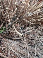 Brandhout, Minder dan 3 m³, Ophalen, Overige houtsoorten, Takken