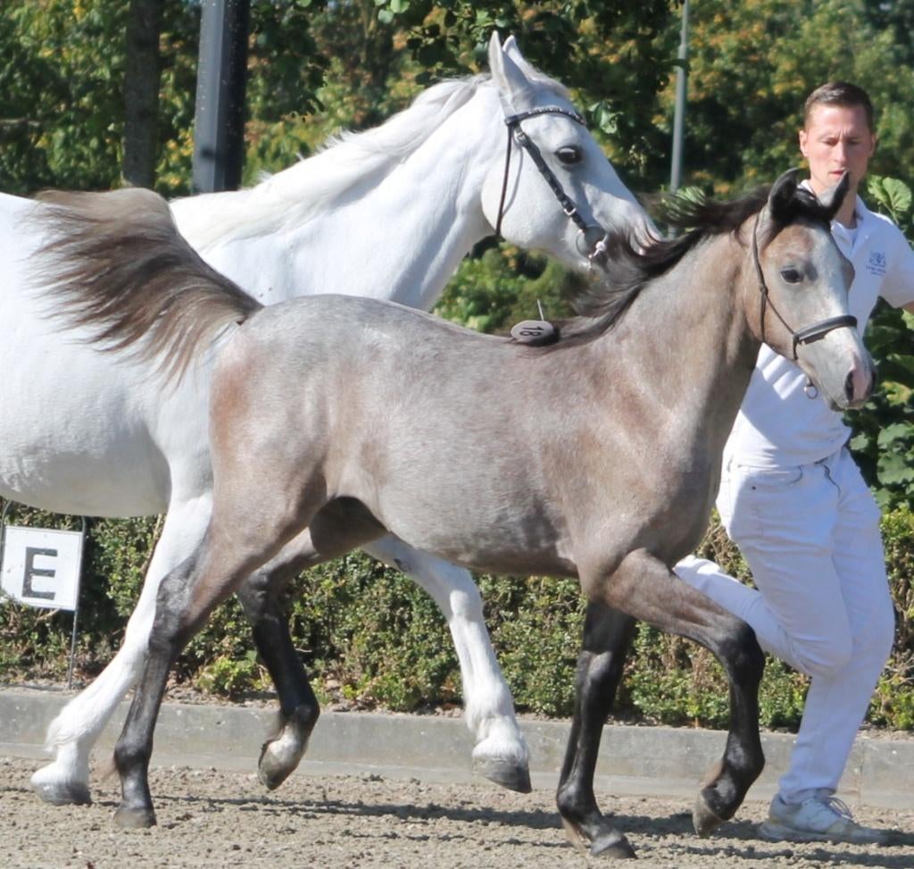 Prachtige Connemara jaarling ruin te koop!, Dieren en Toebehoren, E pony (1.48m - 1.57m), Met stamboom, Ruin, Niet van toepassing