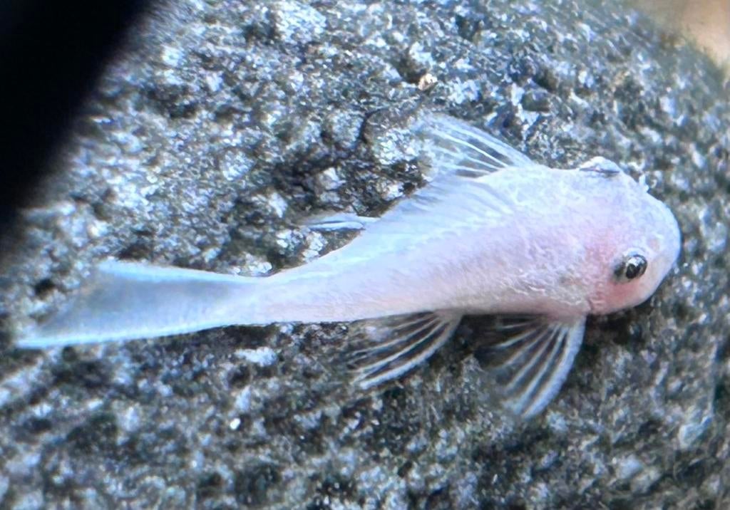 Ancistrus sp.L144 snow white | snow white pleco, Vis