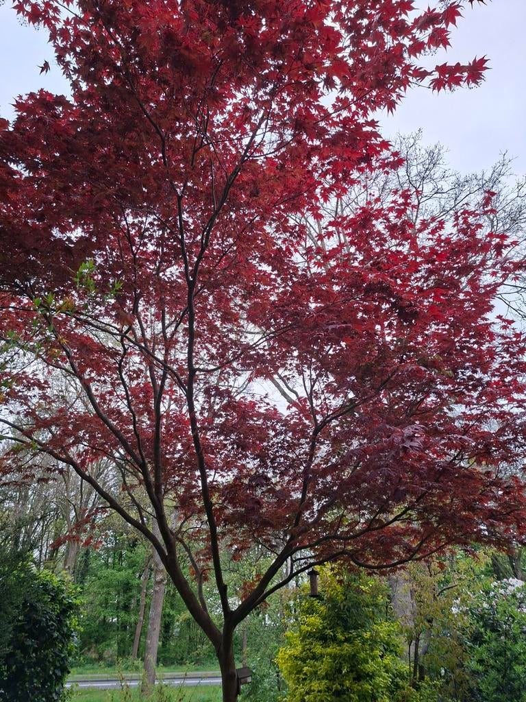 Japanse Esdoorn, Tuin en Terras, Planten | Bomen, Ophalen, Bloeit niet, Halfschaduw, Overige soorten