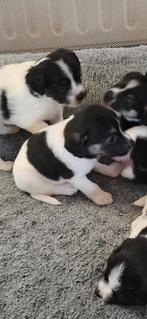 Pup zoekt thuis terrier mix, Reu, 8 tot 15 weken, Parvo, Eén hond