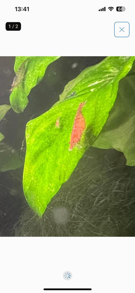 Neocaridina Garnalen, Kreeft, Krab of Garnaal