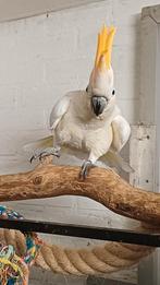 Oranjekuif Kaketoe, Dieren en Toebehoren, Vogels | Parkieten en Papegaaien, Mannelijk, Papegaai, Geringd