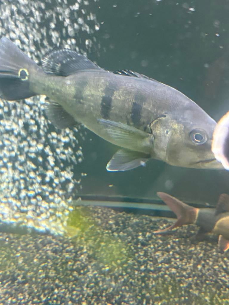 Aquarium vissen / roofvissen / plecos, Dieren en Toebehoren, Karper of Koi
