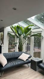 Strelizia zeer groot, Ophalen, 200 cm of meer, Overige soorten, Halfschaduw