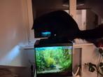 Aquarium met vissen (kat komt er niet bij lol), Dieren en Toebehoren, Ophalen of Verzenden