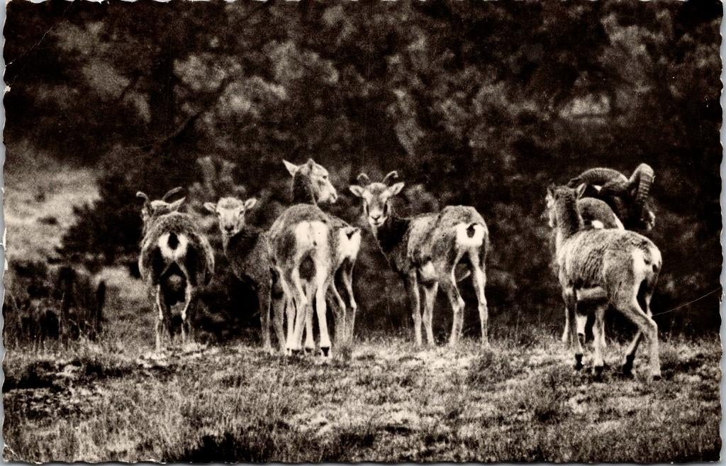 Otterlo - Groep Moeflons ram, ooien en lammetje, Verzenden, 1940 tot 1960, Gelopen, Gelderland