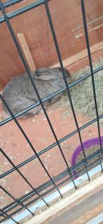 Konijn gratis, Vrouwelijk, Kleurkanarie