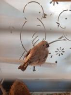 Zebravinken te koop/ruil 🐦, Dieren en Toebehoren, Vogels | Overige Vogels, Meerdere dieren, Tropenvogel