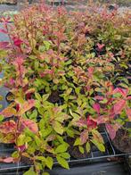 Photinia red robin, glansmispel 40-60cm, Ophalen, Vaste plant, Overige soorten, Halfschaduw