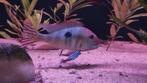 6 Geophagus Redhead Tapajos, Vis