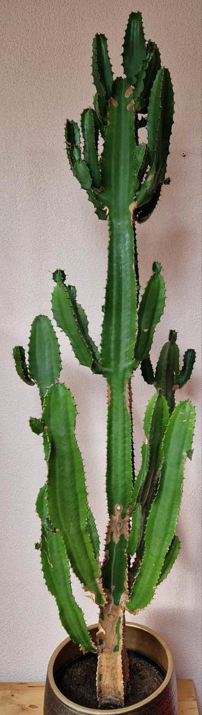 Cathedraal cactus Euphorbia trigona, Huis en Inrichting, Kamerplanten, Cactus, Ophalen