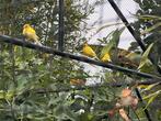 Kanaries, Meerdere dieren, Kleurkanarie