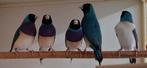 Gouldamadines (evt met broedkooi), Dieren en Toebehoren, Vogels | Overige Vogels, Meerdere dieren