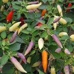 Aji Omnicolor - Peper zaden, Verzenden, Eenjarig, Groenteplanten, Volle zon