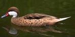 Siereenden-Ganzen en zwanen, Meerdere dieren, Eend