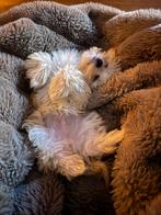Mooie Maltipoo Pups, Parvo, Particulier, 15 weken tot 1 jaar, Buitenland