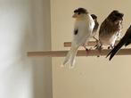 Harlekijn kanaries 2025, Dieren en Toebehoren, Vogels | Kanaries, Meerdere dieren, Postuurkanarie