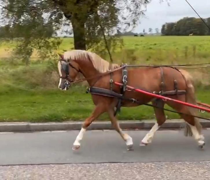 Knappe welsh A ruin (b-pony), Dieren en Toebehoren, Pony's, Ruin, B pony (1.17m tot 1.27m), 3 tot 6 jaar