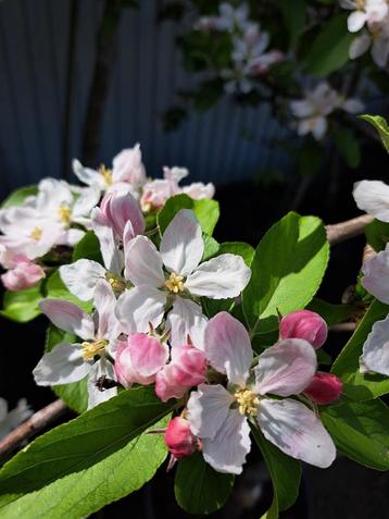 Appelbomen! Vol in bloei