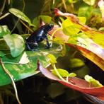 Oophaga Pumilio Colubre gezocht, Amfibie, 0 tot 2 jaar