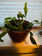 Gratis af te halen: stekjes van de Rhipsalis Crispata, Huis en Inrichting, Kamerplanten, Groene kamerplant, Ophalen, Overige soorten