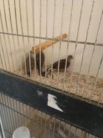 Bonte diamantduiven, Dieren en Toebehoren, Meerdere dieren, Geringd
