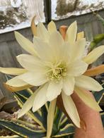epiphyllum cactus berliner park gewortelde stekken, Minder dan 100 cm, Bloeiende kamerplant, Halfschaduw, Ophalen of Verzenden