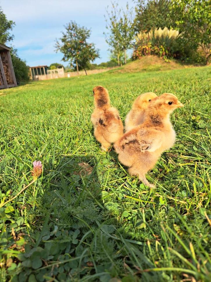 Brahma krul patrijs mix hanen kuikens, Dieren en Toebehoren, Pluimvee, Kip, Mannelijk
