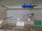 jonge kanaries, Dieren en Toebehoren, Vogels | Kanaries, Meerdere dieren, Kleurkanarie
